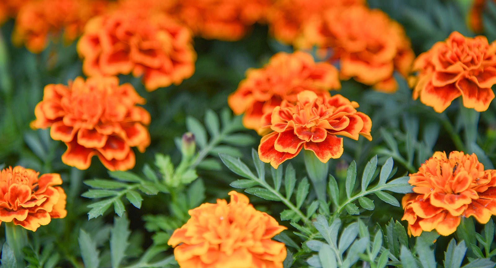 Мастер-класс «Бархатцы» в Школе акварели Сергея Андрияки – события на сайте «Московские Сезоны»