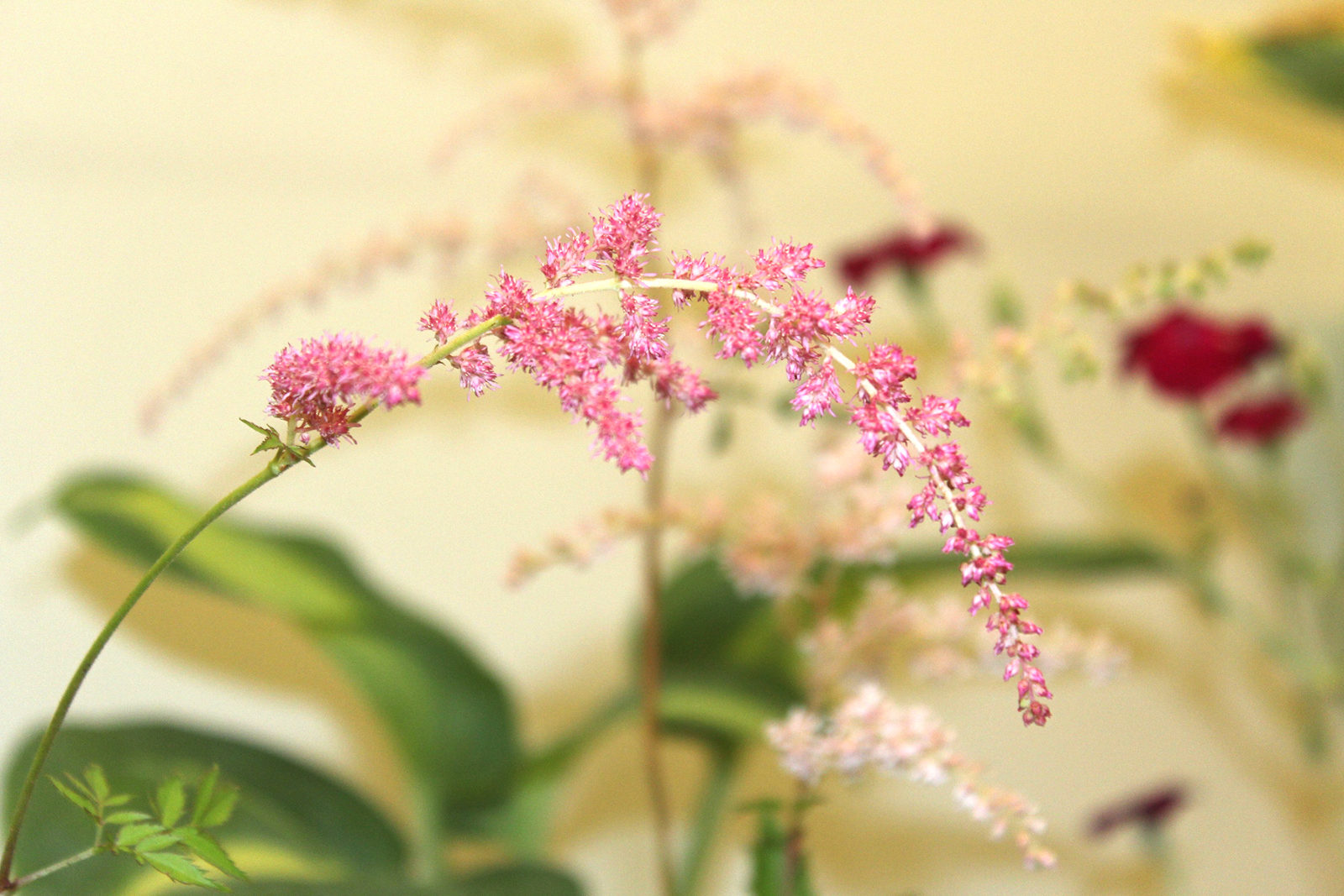 Хосты в Биологическом музее – события на сайте «Московские Сезоны»