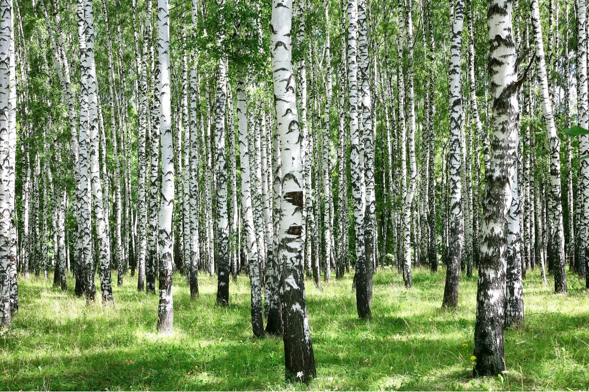 Мастер-класс «Арт Среда: бумажное дерево» в экоцентре «Битцевский лес» – события на сайте «Московские Сезоны»