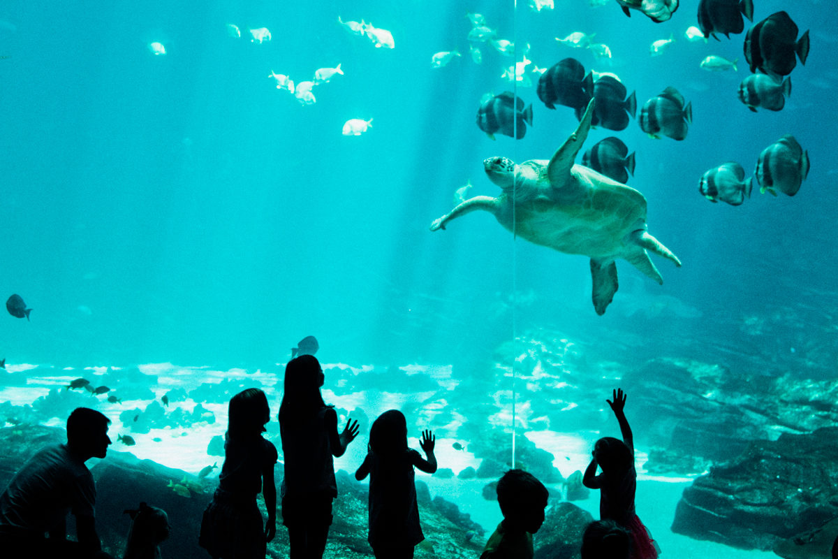 Познавательная программа «В морских глубинах» в детской библиотеке № 112 – события на сайте «Московские Сезоны»