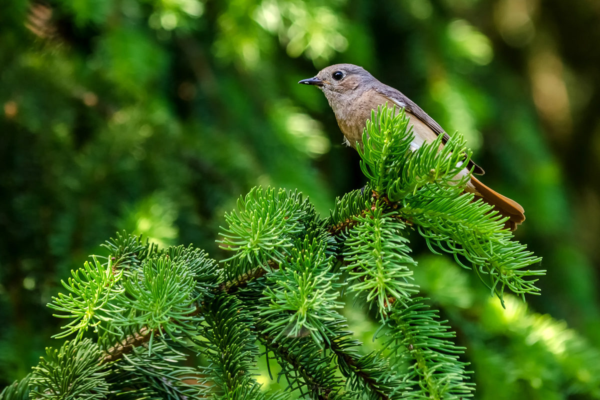 Викторина «Кто в лесу живет?» в библиотеке № 118 – события на сайте «Московские Сезоны»