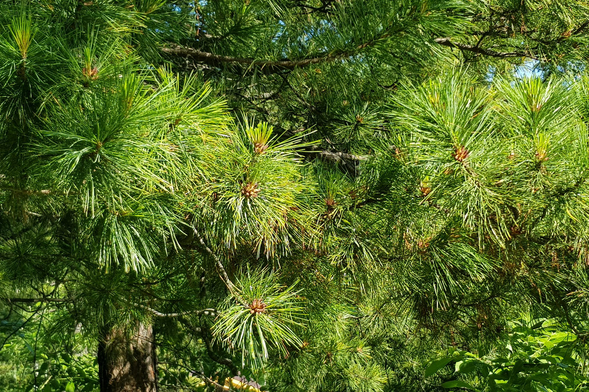 Экскурсия «О природе Медведковского заказника» с Мосприродой – события на сайте «Московские Сезоны»