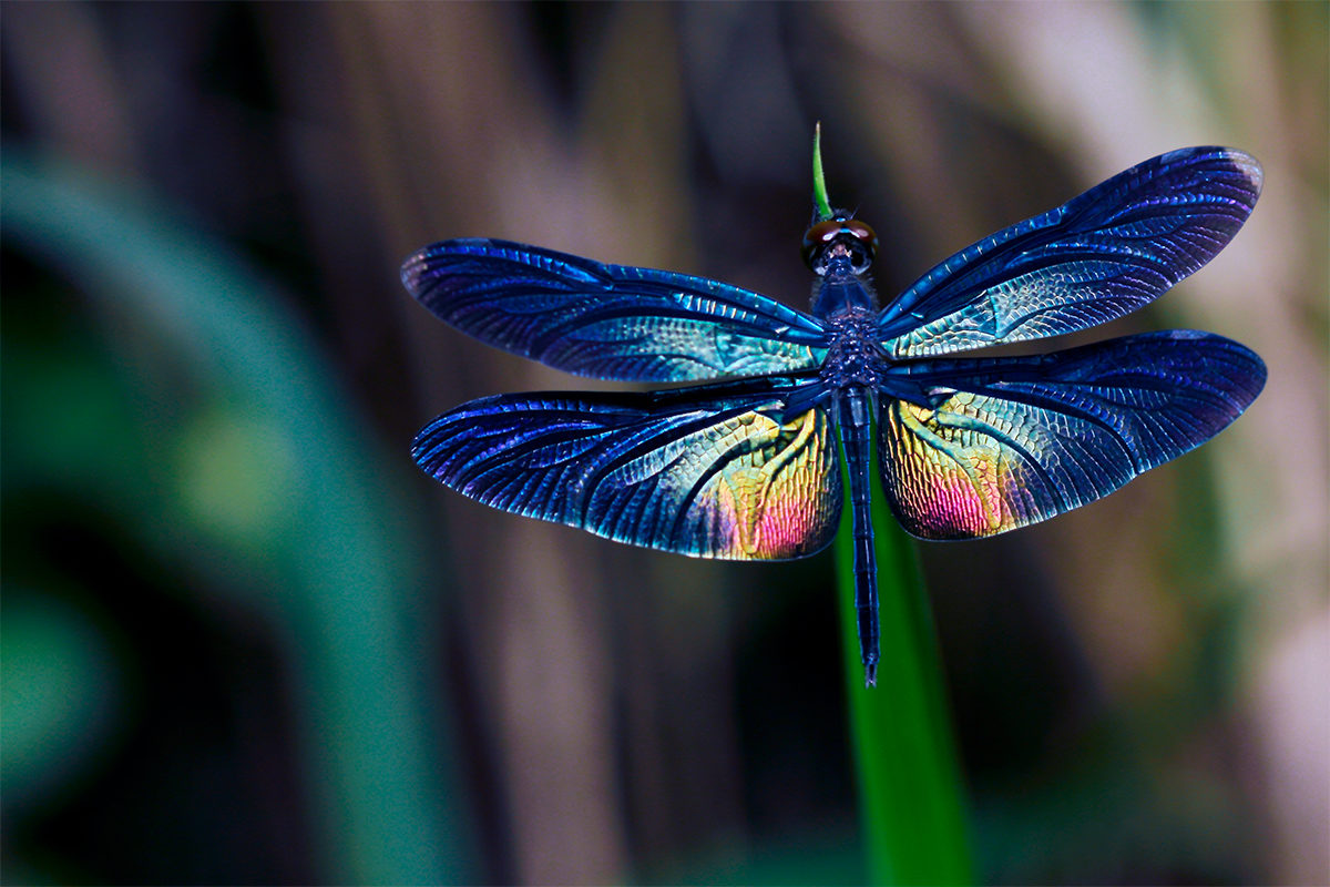 Интерактивная программа DragonFly в Измайлово – события на сайте «Московские Сезоны»