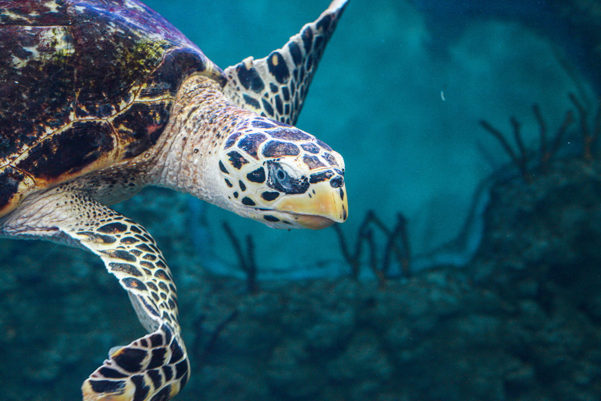 Экологический час «Море, море, мир бездонный» в библиотеке № 225 – события на сайте «Московские Сезоны»