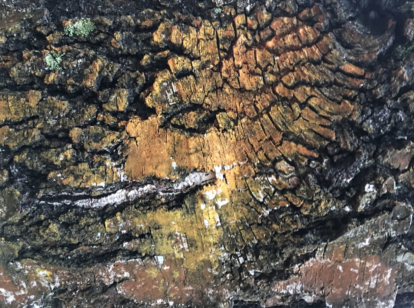 «You are never alone in the forest — Ты не один в лесу» в галерее «Печатники» – события на сайте «Московские Сезоны»