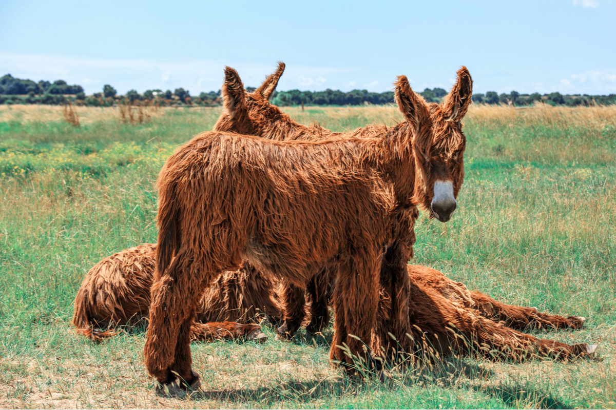 Викторина «Угадай, кто я?» в детской библиотеке № 219 – события на сайте «Московские Сезоны»