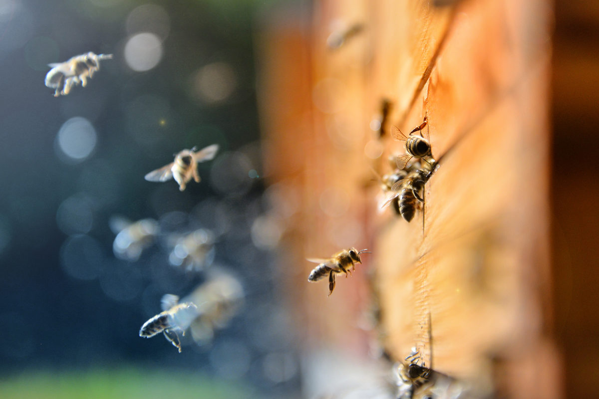 Викторина «Янтарный мед» в библиотеке № 100 – события на сайте «Московские Сезоны»