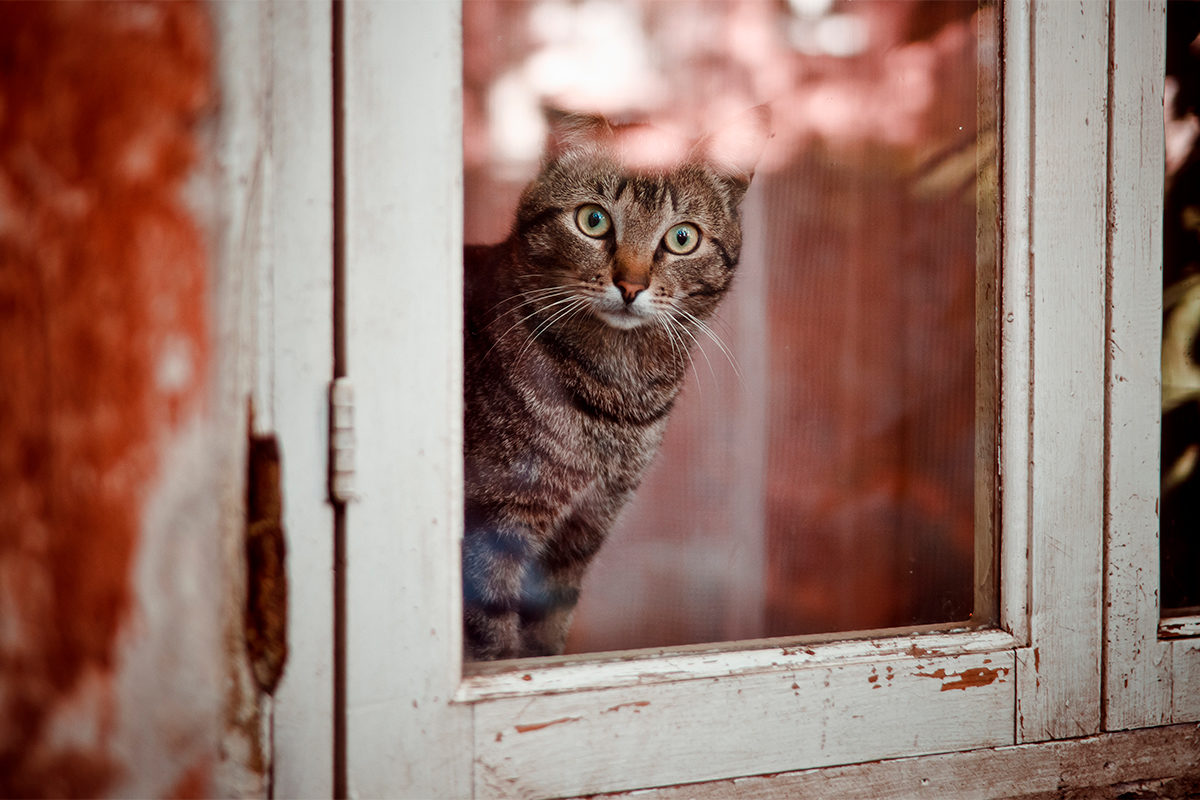 Экологический час «Ребятам о зверятах» в библиотеке № 83 – события на сайте «Московские Сезоны»