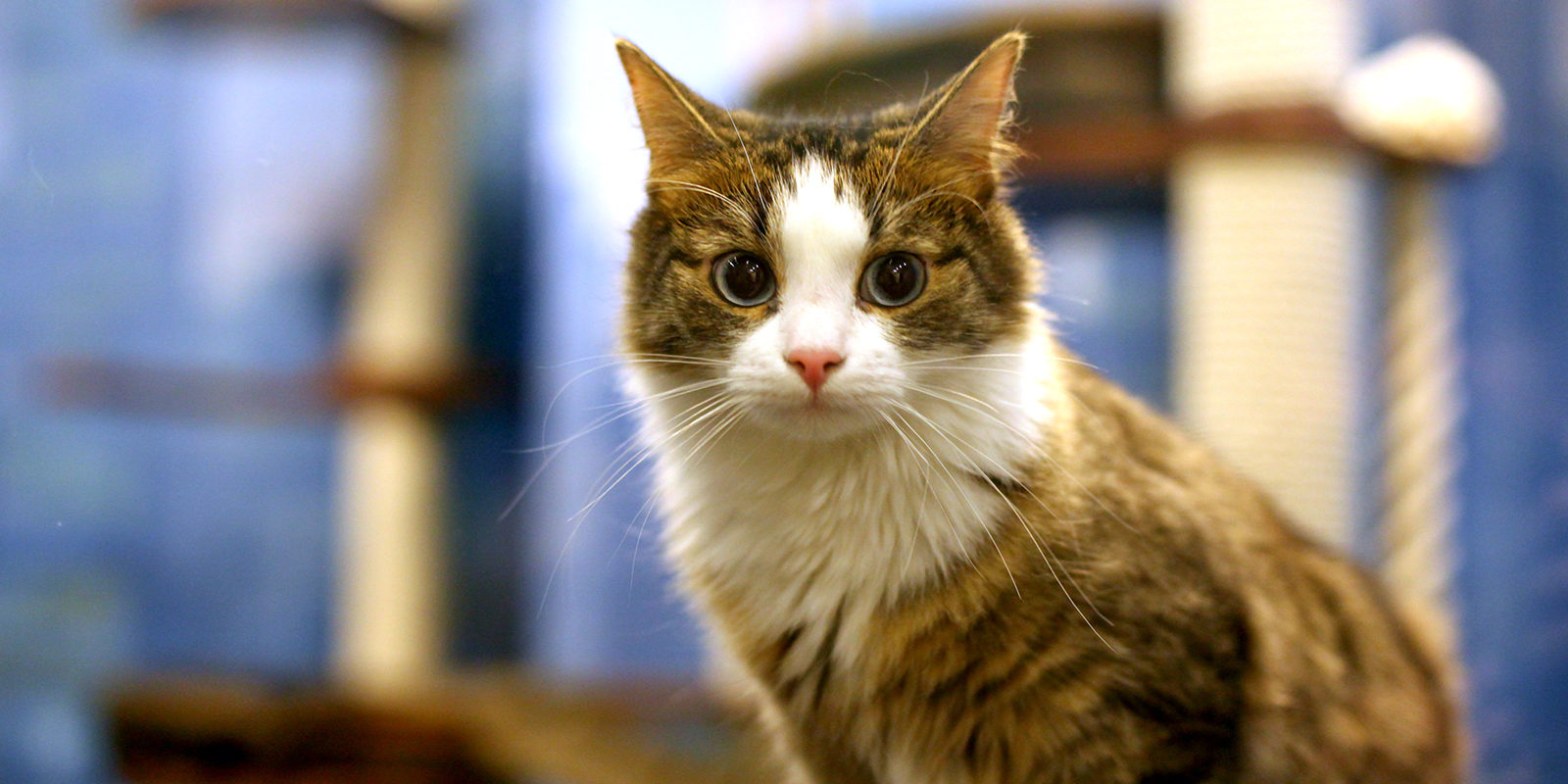 Спектакль «Котобум» в Театре кошек Куклачева – события на сайте «Московские Сезоны»