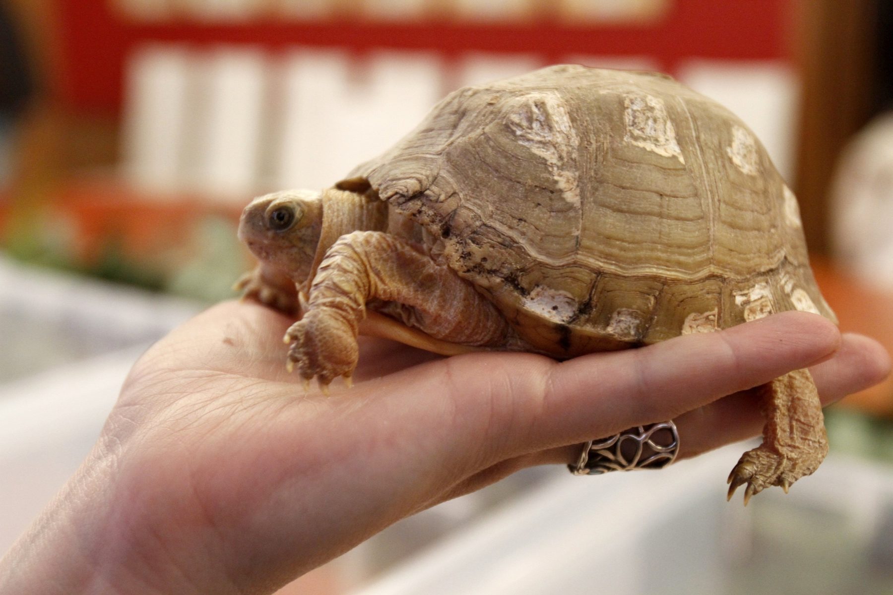 Соревнование по черепашьим бегам в ДК «Темп» – события на сайте «Московские Сезоны»