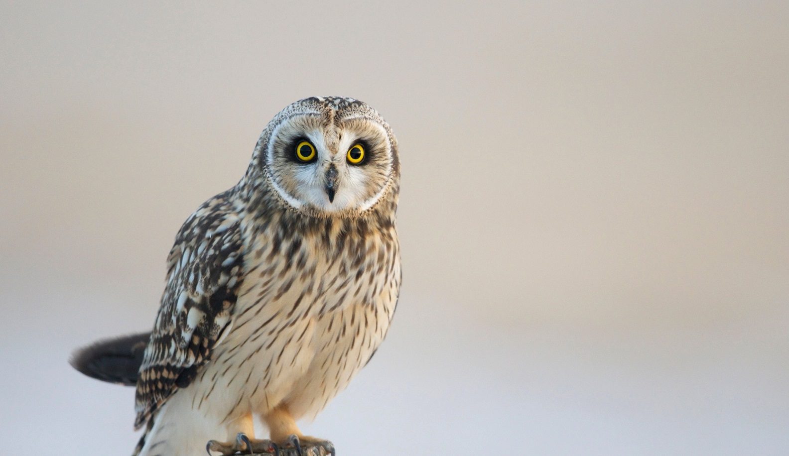 Праздничная программа «День совы» в Биологическом музее – события на сайте «Московские Сезоны»