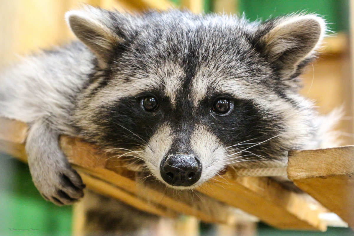 Спектакль «Шоу зверей» в Московском театре иллюзий – события на сайте «Московские Сезоны»