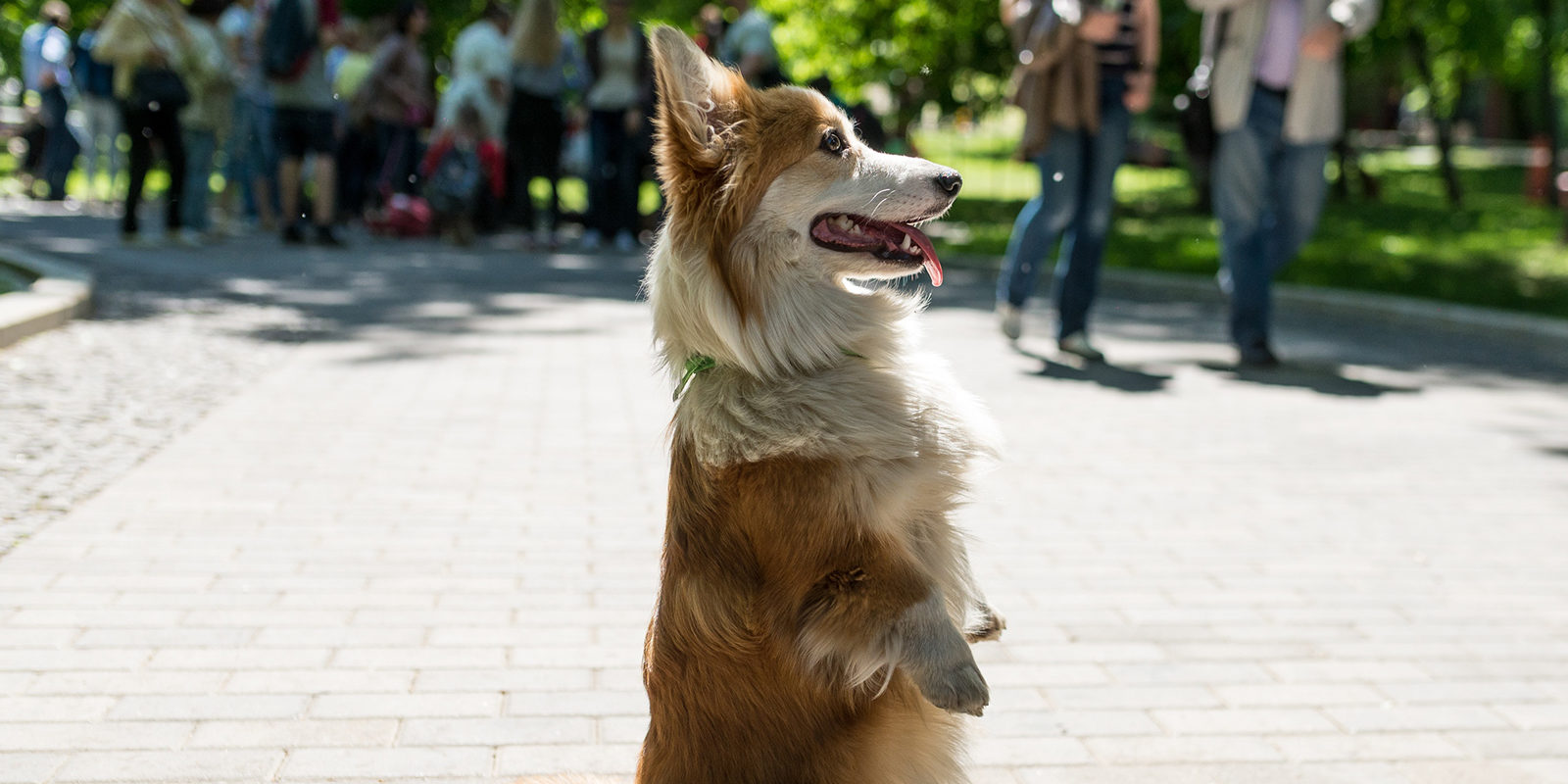 Фестиваль животных Breed’s Day в саду имени Баумана – события на сайте «Московские Сезоны»