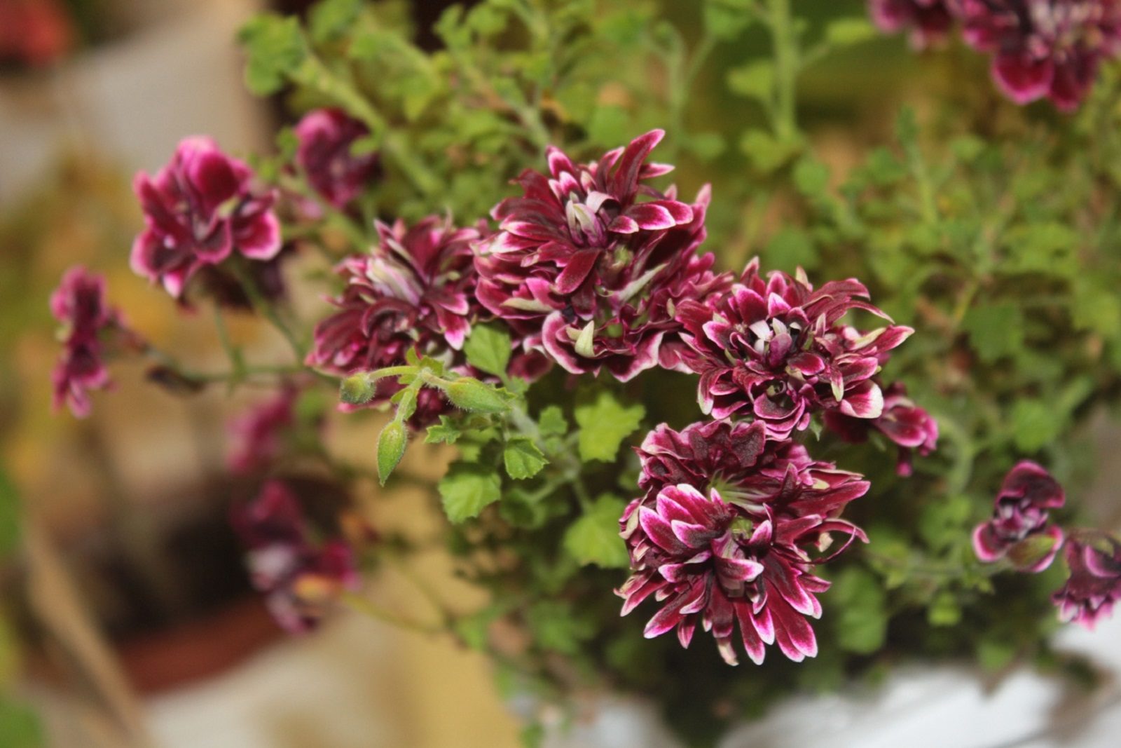 Цветочная выставка «Пеларгонии» в Биологическом музее – события на сайте «Московские Сезоны»