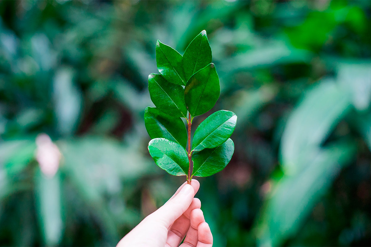 Развлекательная программа «Дары осени» в Воронцовском парке – события на сайте «Московские Сезоны»