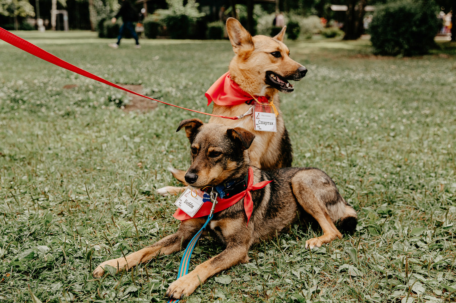 Выставка кошек и собак «Счастливый друг» в Гончаровском парке – события на сайте «Московские Сезоны»