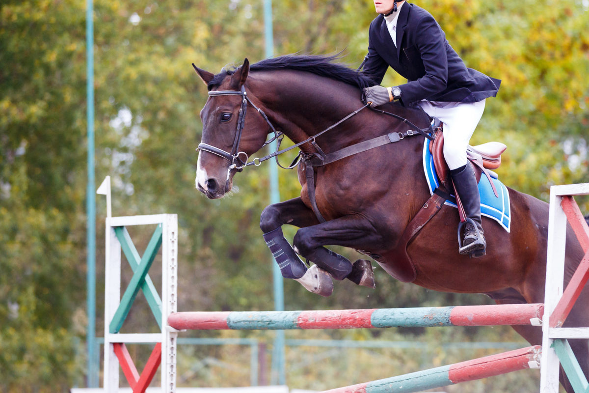 Кубок по конкуру в КСК «Пегас» – события на сайте «Московские Сезоны»