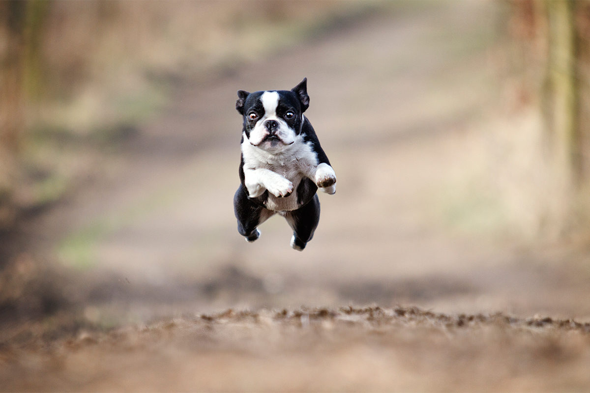 Шоу «Тайны домашних животных» в ДК «Щербинка» – события на сайте «Московские Сезоны»