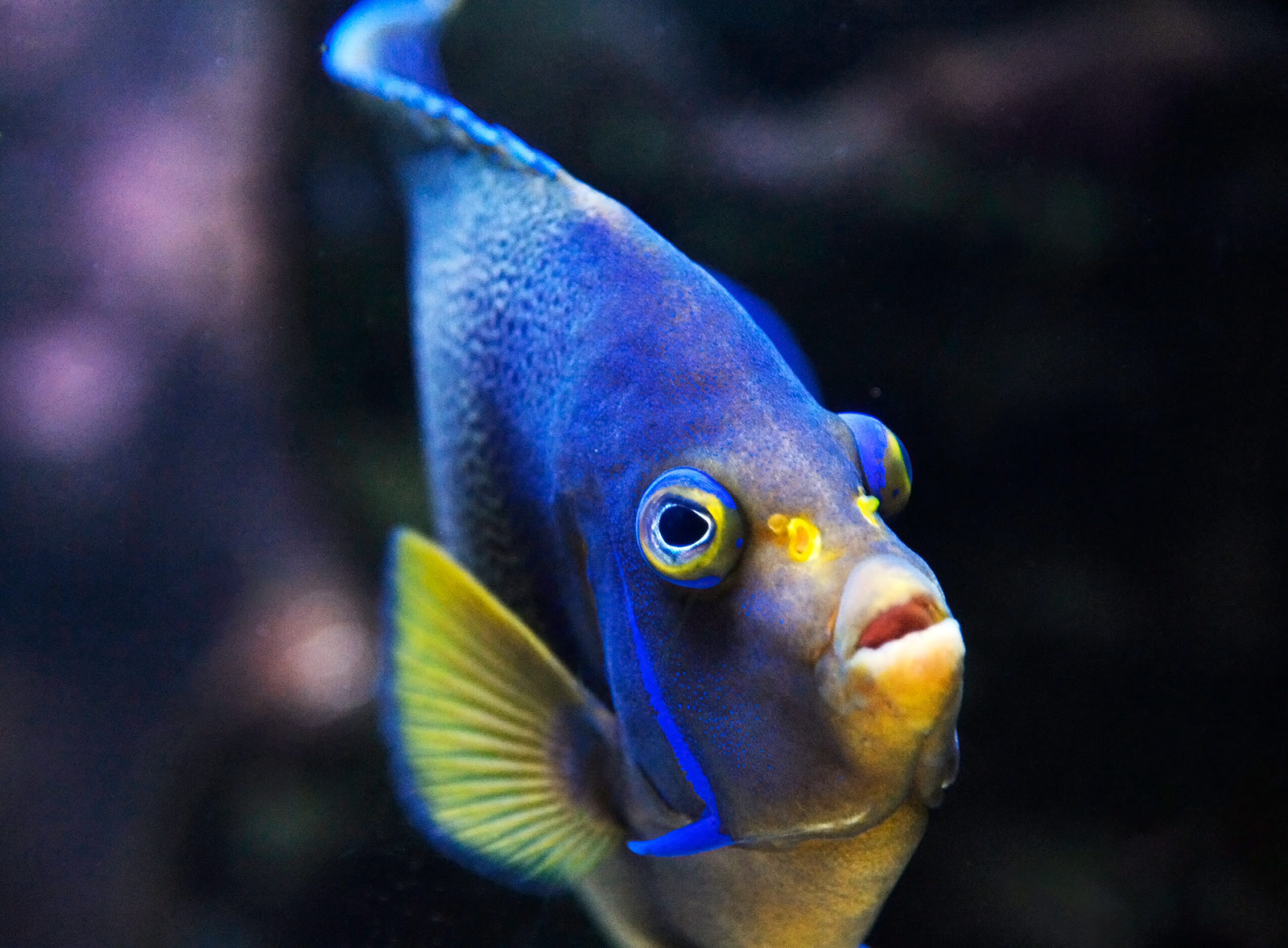 «Свет из океана: тайны живой клетки в прямом эфире» в «Зарядье» – события на сайте «Московские Сезоны»