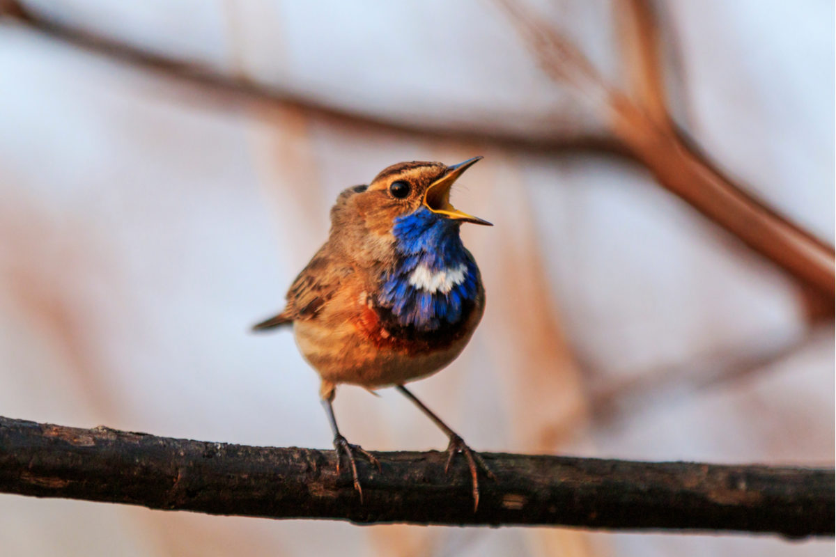 Экологическая акция «Экспедиция за птицами» в природном парке «Кузьминки-Люблино» – события на сайте «Московские Сезоны»