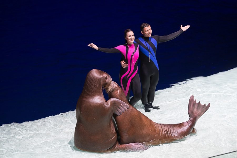 Всемирный день моря в «Москвариуме» – события на сайте «Московские Сезоны»