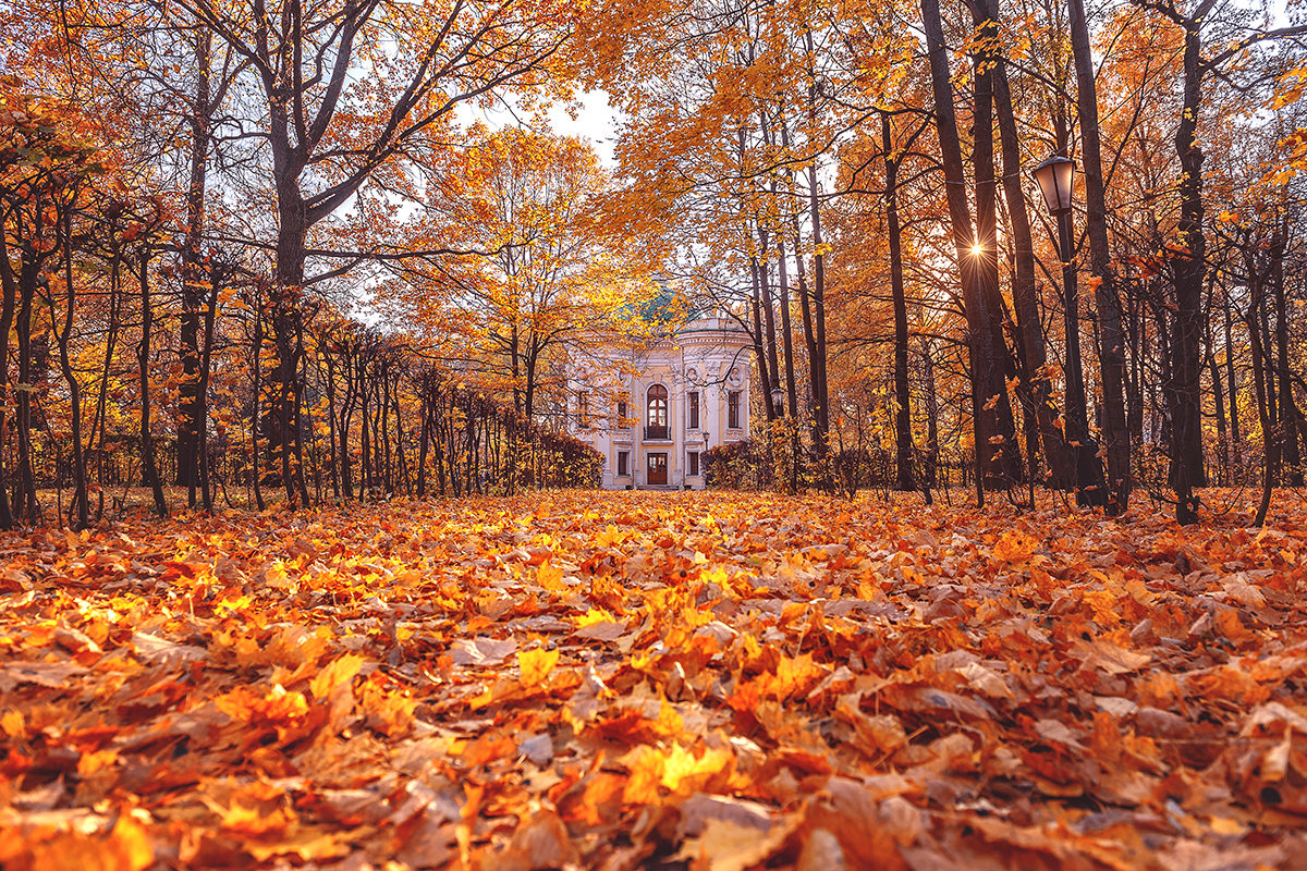 Как Сделать Красивое Фото Осенью В Парке