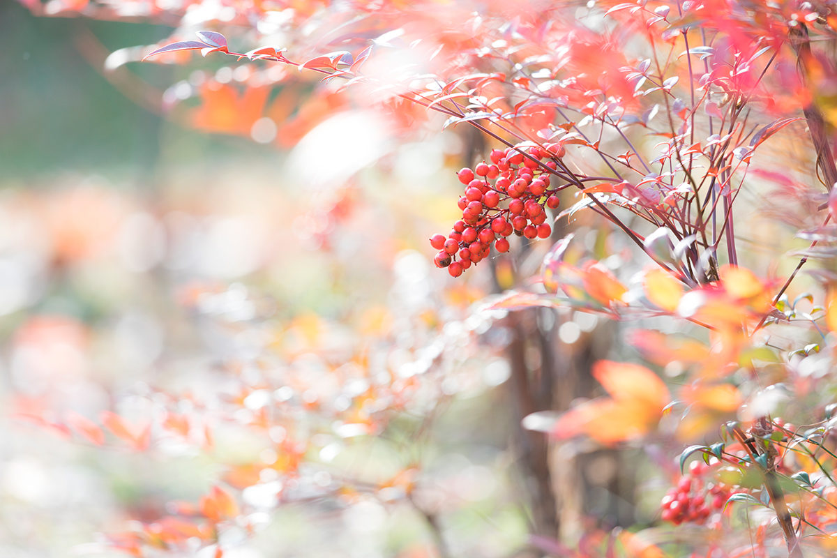 Конкурс-выставка «Осенняя фантазия» в ЦКиС  «Филимонковское» – события на сайте «Московские Сезоны»
