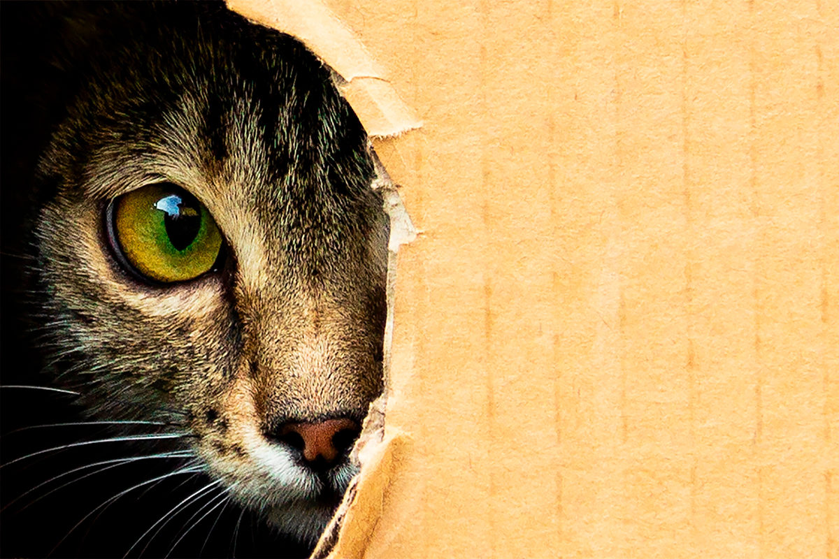 Программа «Наши соседи» в КЦ «Москворечье» – события на сайте «Московские Сезоны»