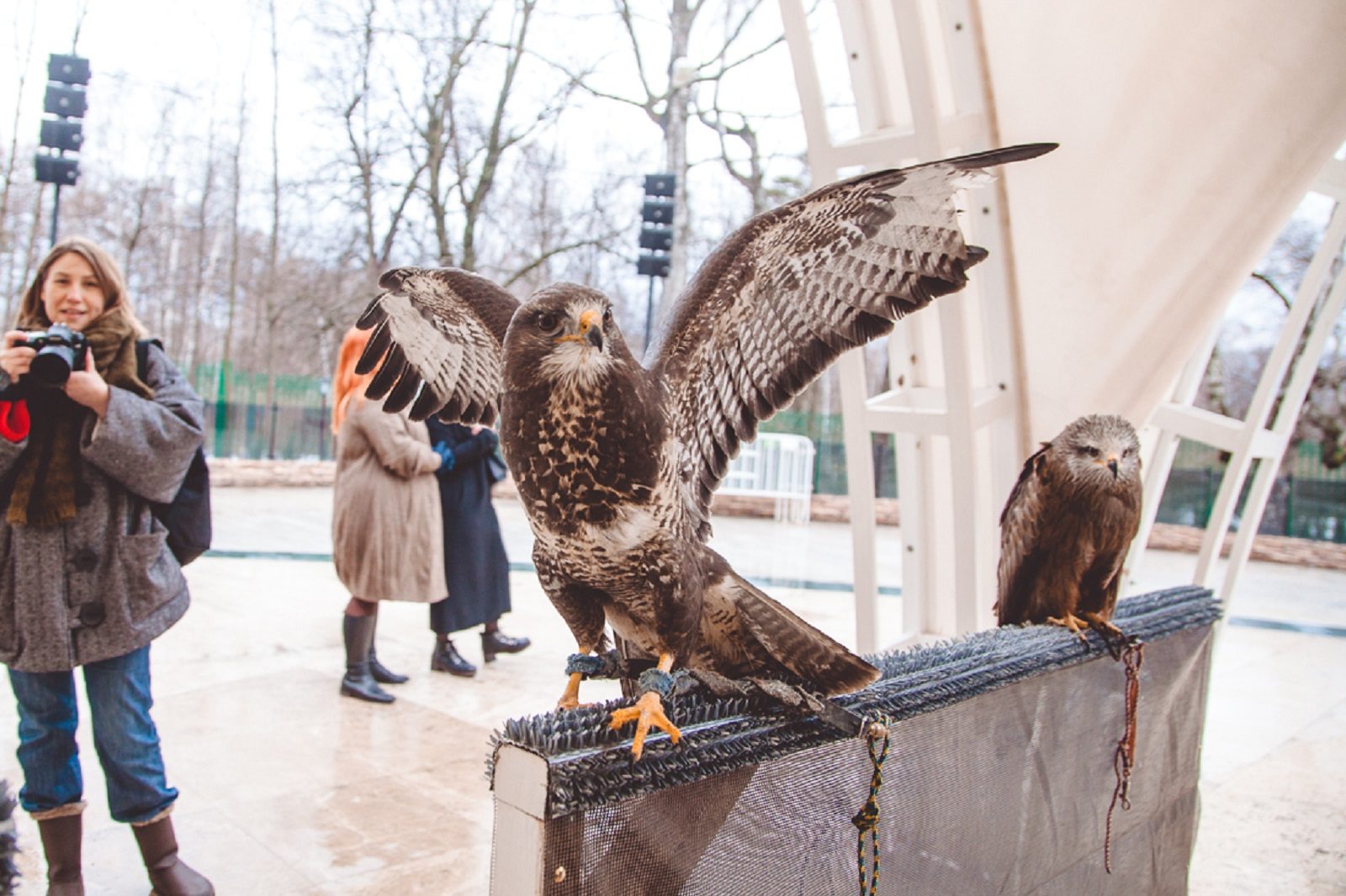 Акция «Птицы с нами» в парке «Сокольники» – события на сайте «Московские Сезоны»