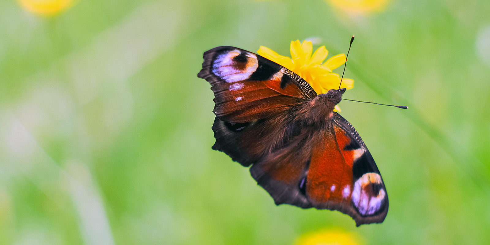 Музыкальная сказка «Откуда появились бабочки» в Школе акварели Сергея Андрияки – события на сайте «Московские Сезоны»