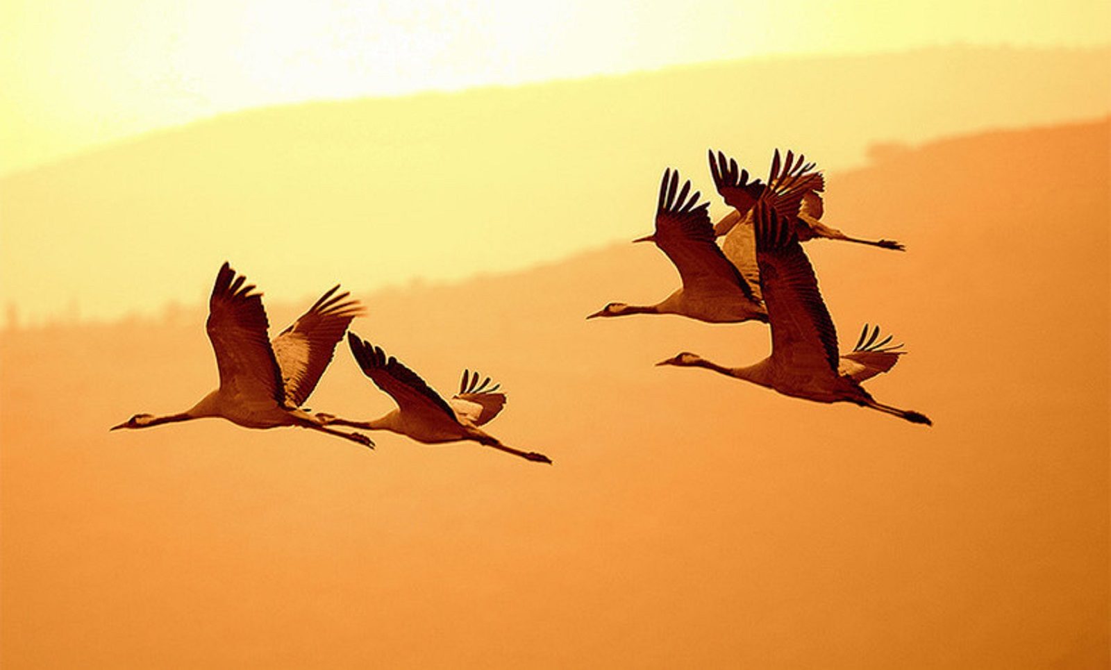 Мастер-класс «Журавлиная сказка» в Музее Есенина – события на сайте «Московские Сезоны»