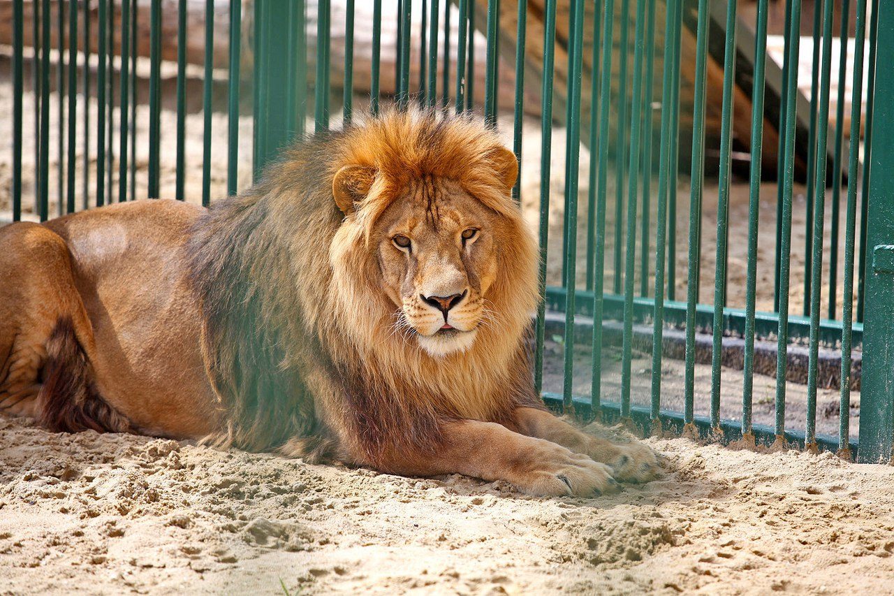 Мини-лекторий «За кулисами зоопарка» в  библиотеке им. Некрасова – события на сайте «Московские Сезоны»