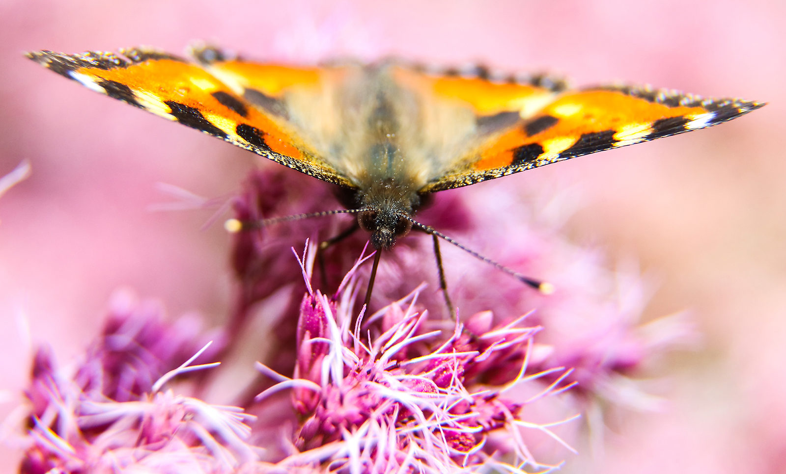 Лекция «Биомиметика. Подражая природе» в парке «Зарядье» – события на сайте «Московские Сезоны»