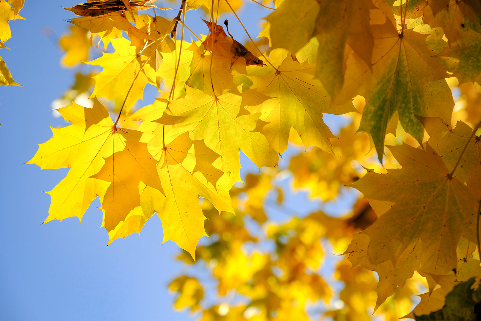 Концерт «Осенняя мелодия» в музее-заповеднике «Коломенское» – события на сайте «Московские Сезоны»