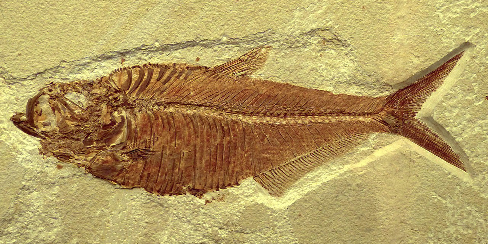 Интерактивное занятие «Обитатели древних морей» в Биологическом музее – события на сайте «Московские Сезоны»