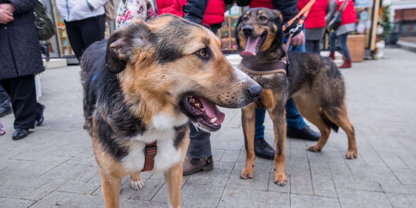 Лекция «Путь домой» в Лианозовском парке – события на сайте «Московские Сезоны»