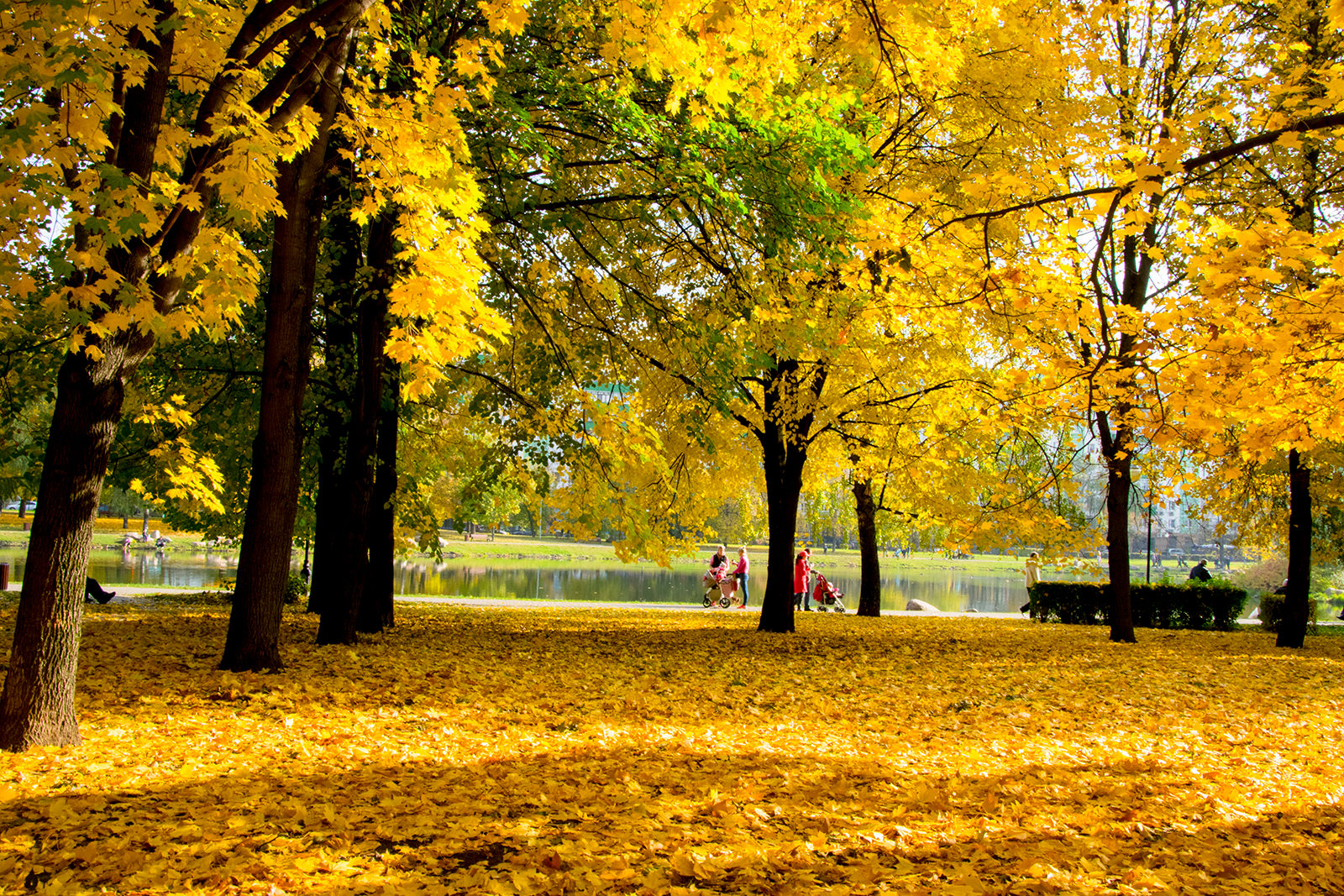 День народного единства в парке «Ангарские пруды» – события на сайте «Московские Сезоны»