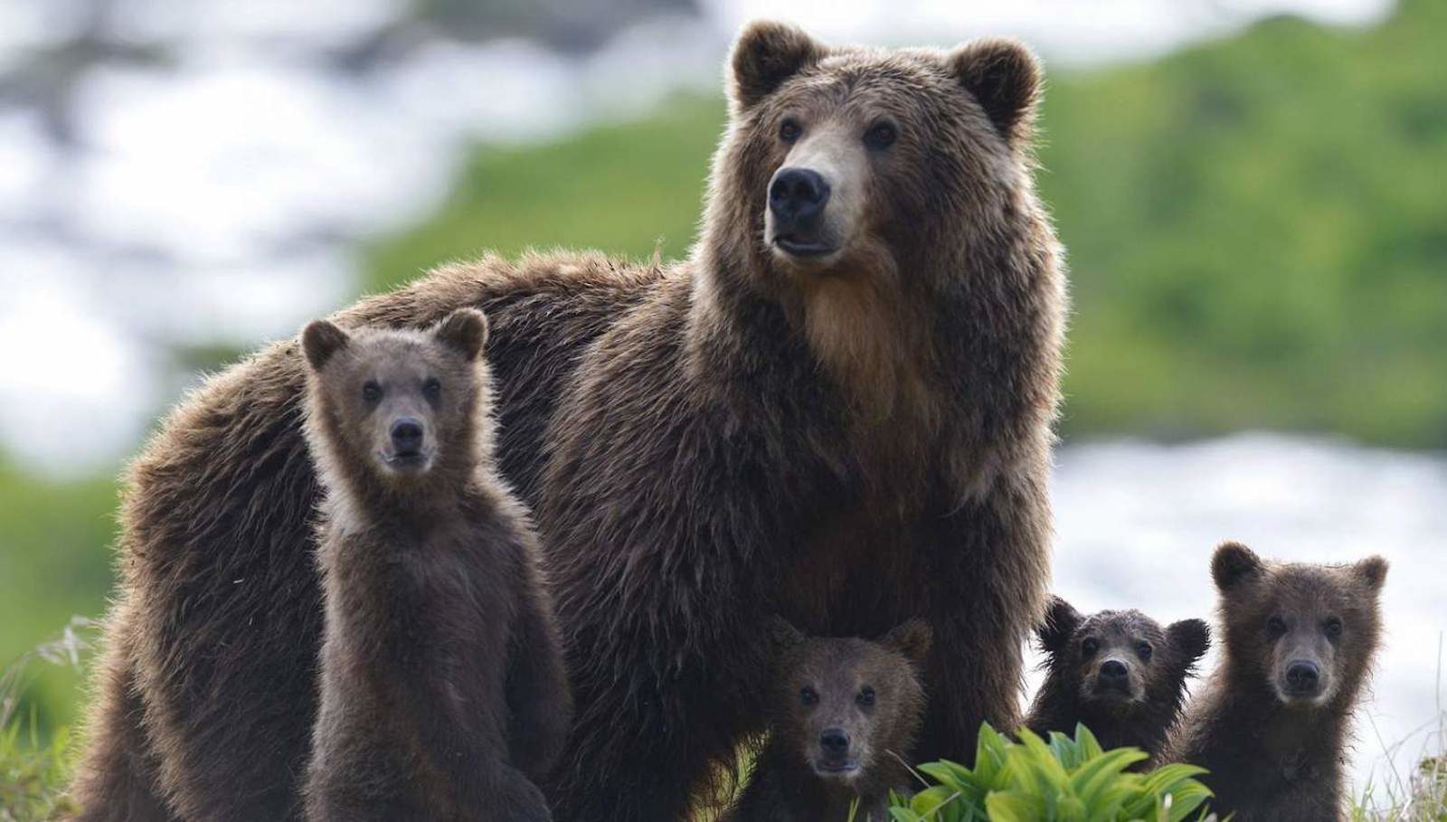 Кинопоказ «Медведи Камчатки. Начало жизни» в КЦ «Ивановский» – события на сайте «Московские Сезоны»