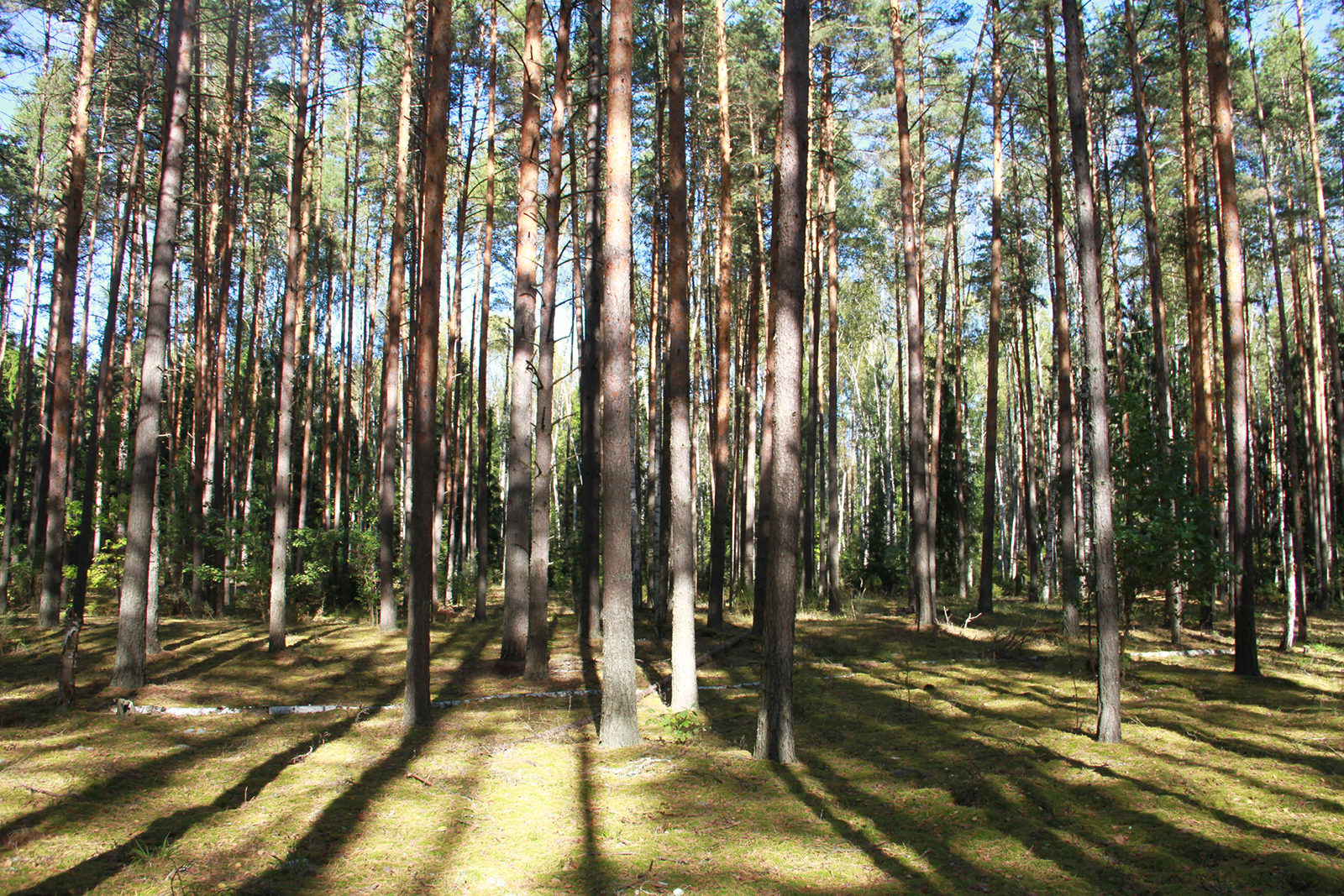 Лекция Дмитрия Филиппова «Мещерский цикл К.Г. Паустовского: прочтение историка» – события на сайте «Московские Сезоны»