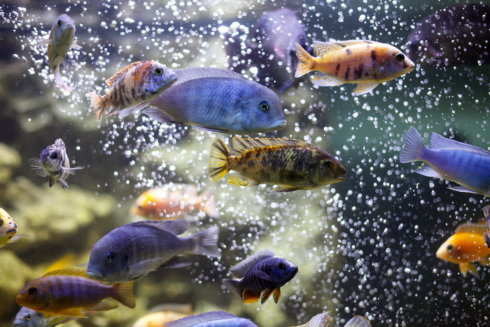 Лекция «Океанология — наука об океане» в Московском зоопарке – события на сайте «Московские Сезоны»