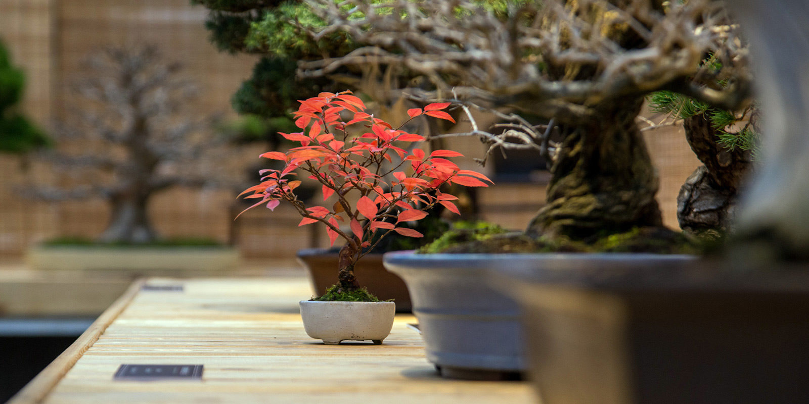 Фестиваль «Дух Японии» в библиотеке № 227 – события на сайте «Московские Сезоны»