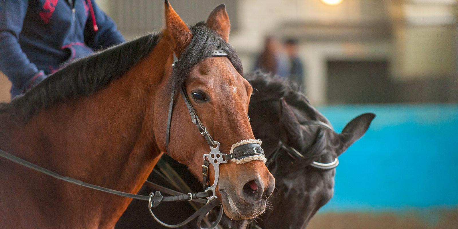    Happy Horse Training