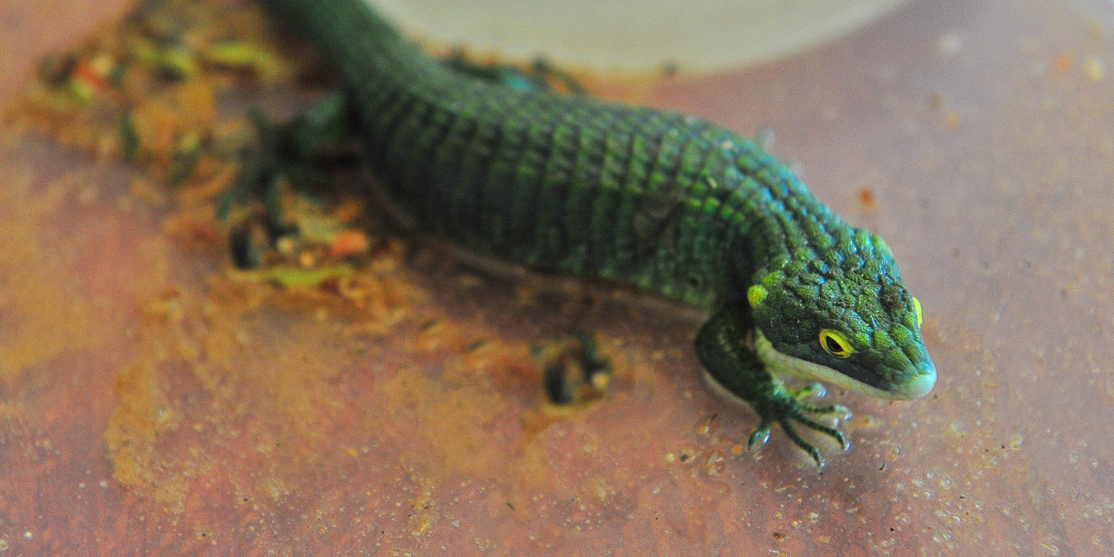 Выставка Эkzo_pozitiv в Биологическом музее имени К.А. Тимирязева – события на сайте «Московские Сезоны»