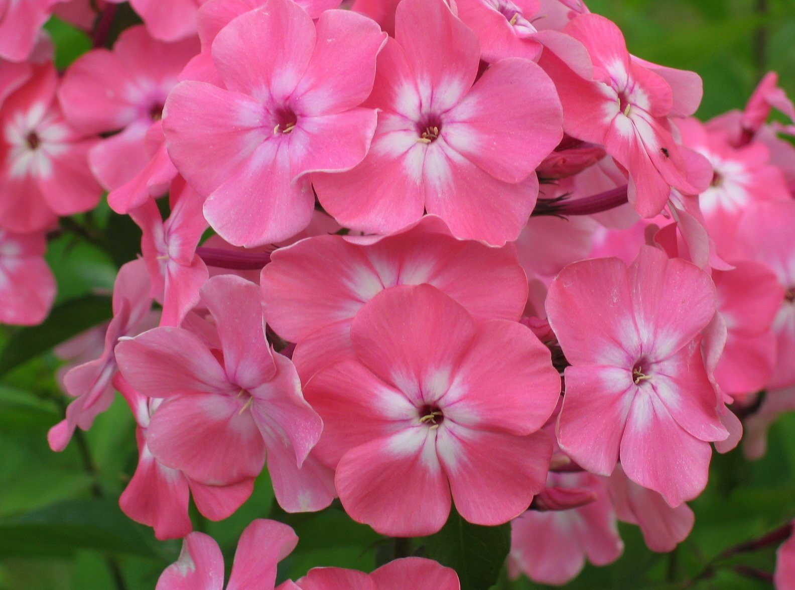 Лекторий Клуба «Цветоводы Москвы» в Биологическом музее – события на сайте «Московские Сезоны»