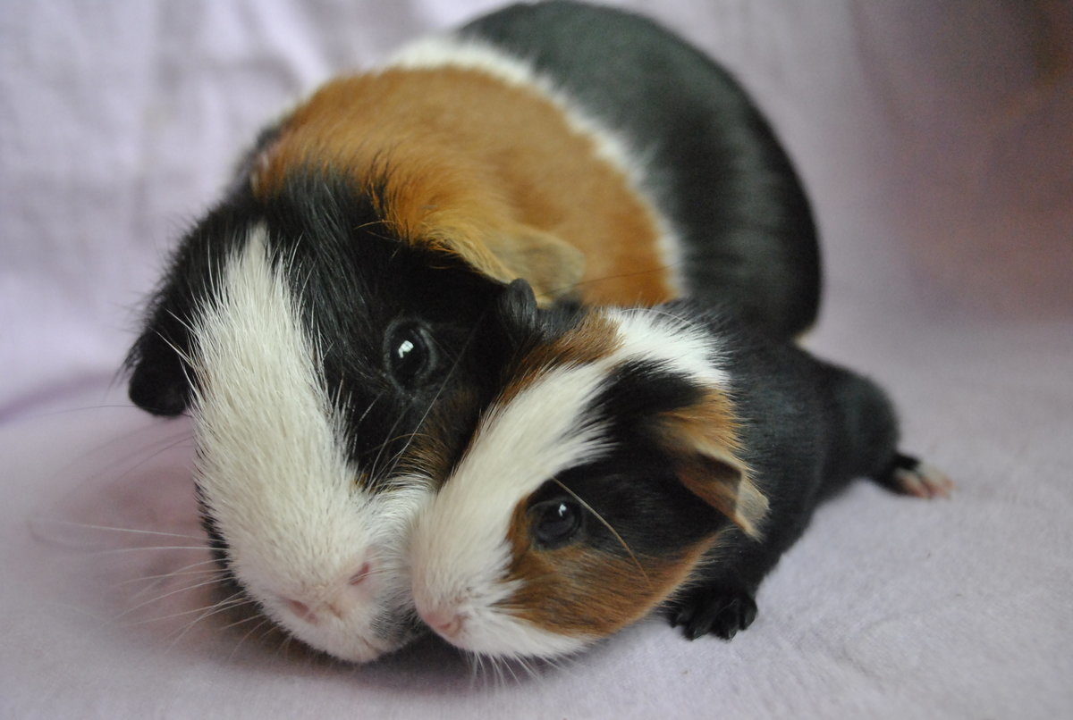 Открытие всепородной выставки морских свинок в Биологическом музее – события на сайте «Московские Сезоны»