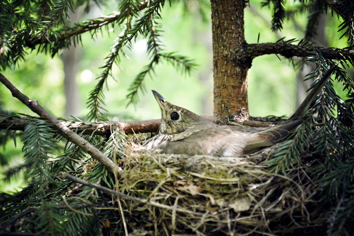 Занятие «Ворона и компания» в экоцентре «Конный двор» – события на сайте «Московские Сезоны»