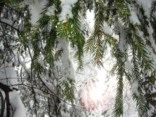 День волонтера в Измайловском лесопарке – события на сайте «Московские Сезоны»