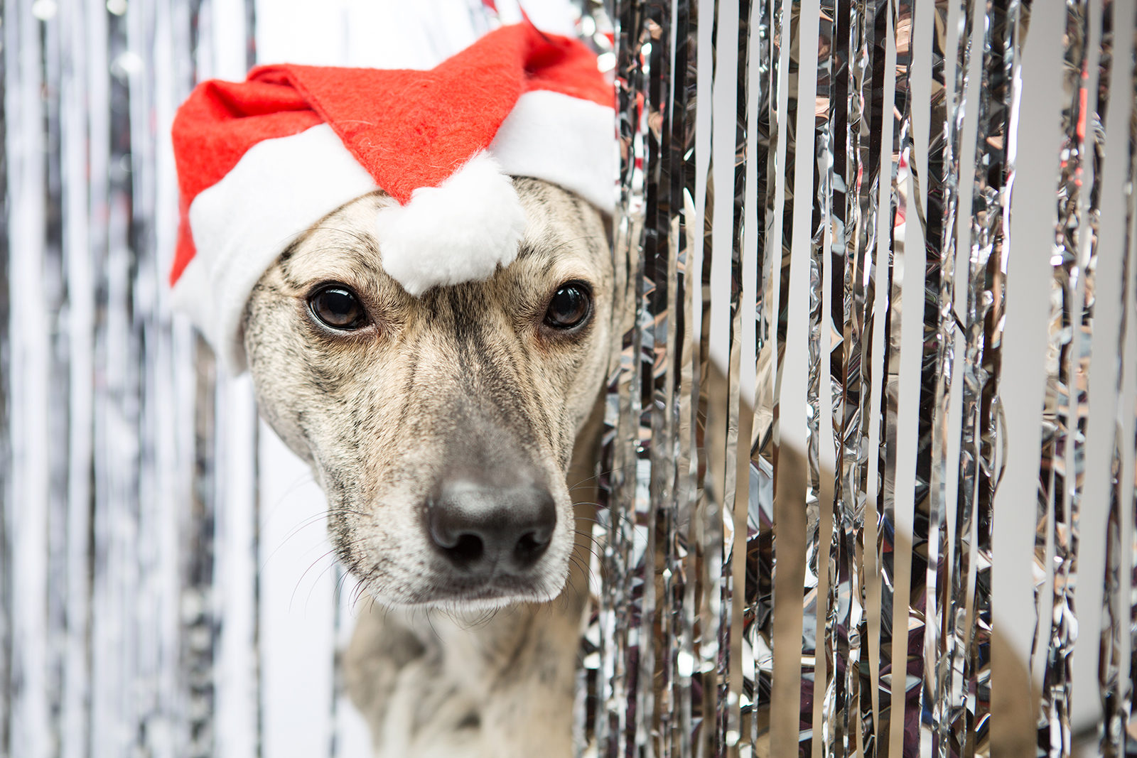 Акция #Мешокдобра в саду «Эрмитаж» – события на сайте «Московские Сезоны»