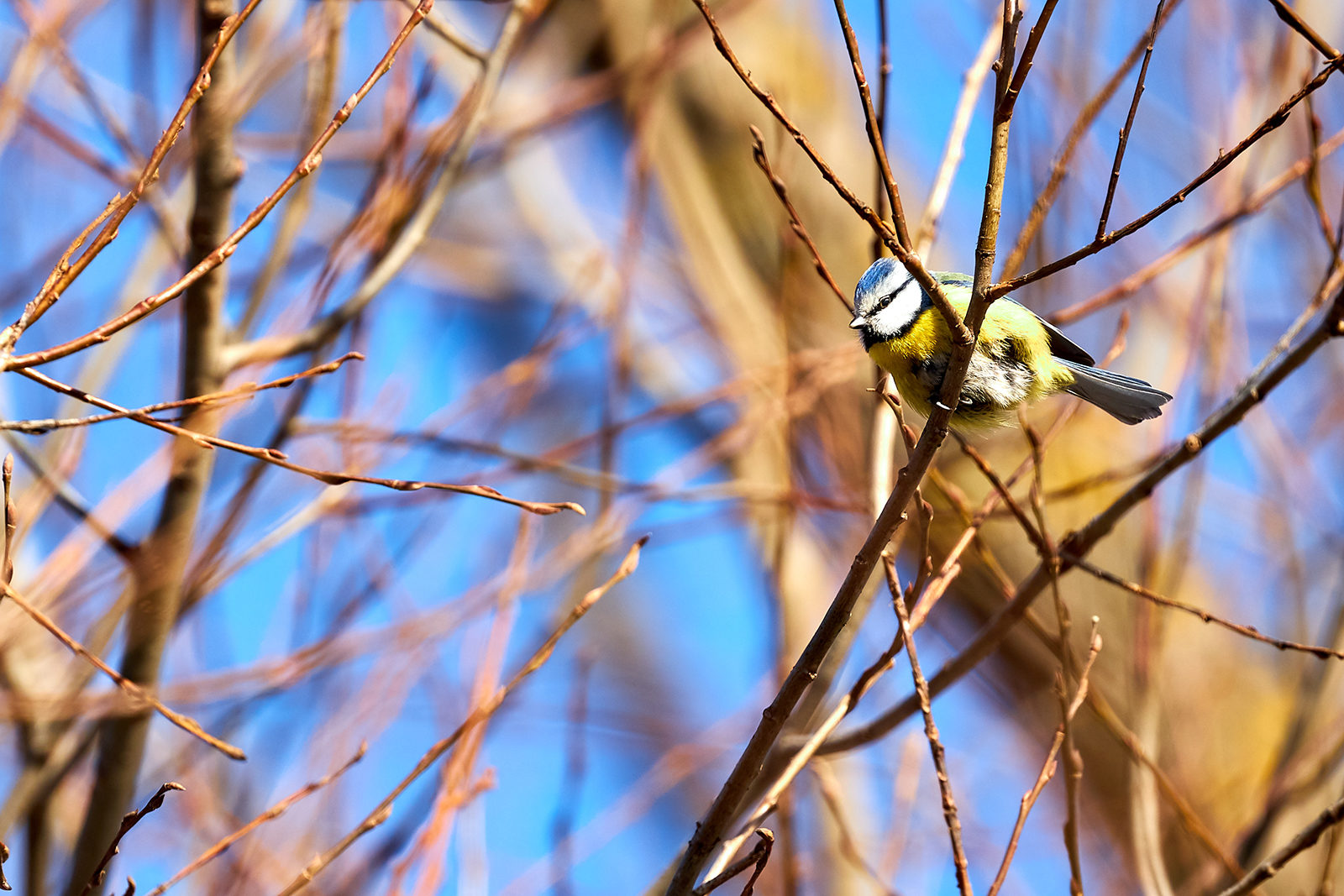 Лекция «Почему птицы поют» в парке «Зарядье» – события на сайте «Московские Сезоны»