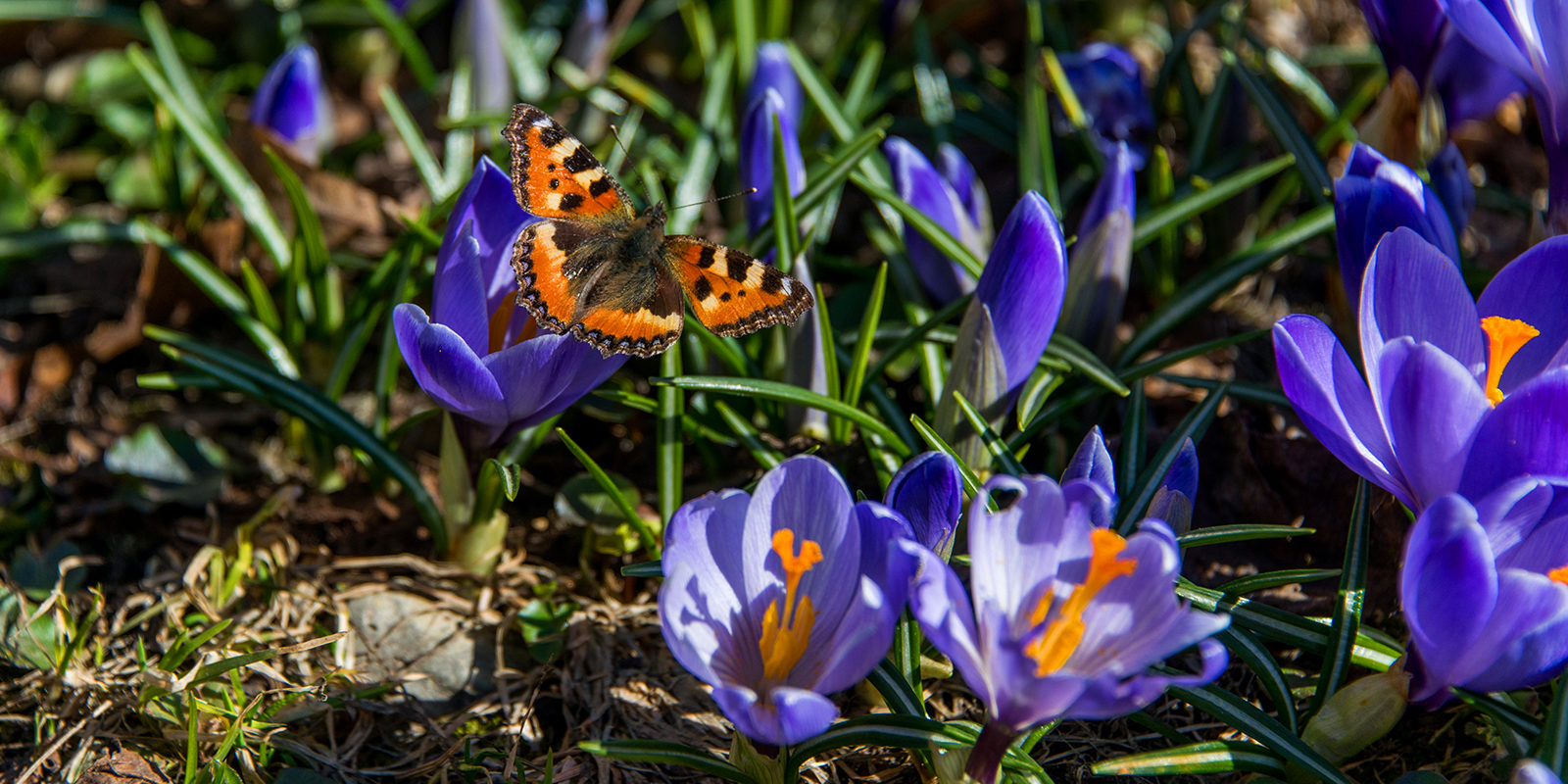 Лекцию «Неизвестная Вселенная: насекомые рядом с нами» в Московском зоопарке – события на сайте «Московские Сезоны»